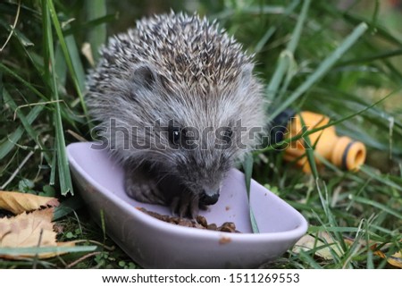 Cute hedgehog is eating cat food