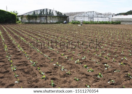 Cabbage seedling planting / The cabbage-specific nutrient vitamin U  helps protect the stomach.