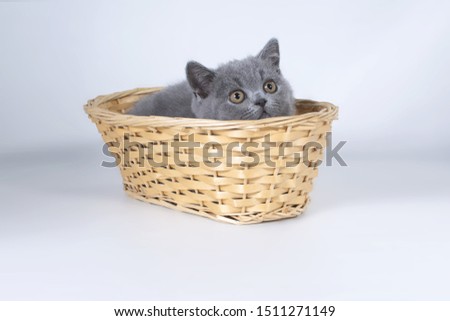 Gray British kitten in a wicker basket and looks up. On a grey background.