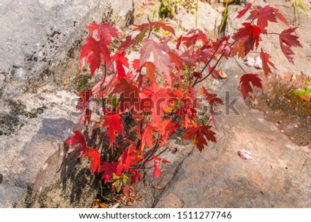 Nature scene featuring first signs of early fall with colored leaves 