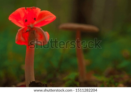 Red mushroom glows in tesmonot. The hallucinogenic mushroom glows red.