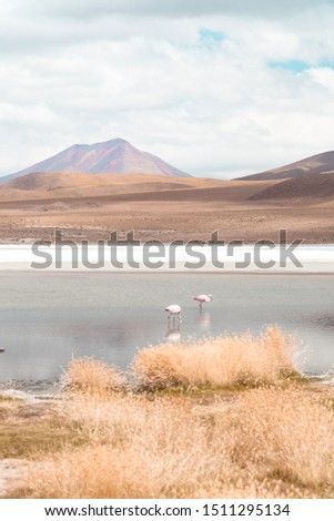 Close up of beautiful pink flamingos walking and feeding in lake. Natural wildlife shot in Uyuni Salt Flats, Bolivia. Animal with water and mountain landscape background. Wild animal in nature.