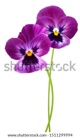 Flower branch: Two colorful pansies bunchover white background 