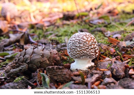 young amanita pantherina poisonous fungus  in forest 
