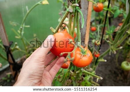 Hand of farmer hold red ripe tomato on a branch in a greenhouse. Farmer family business. Delivery and sale of fresh vegetables. Seasonal Harvest. Nutrition for Vegans and Vegetarians. GMO free