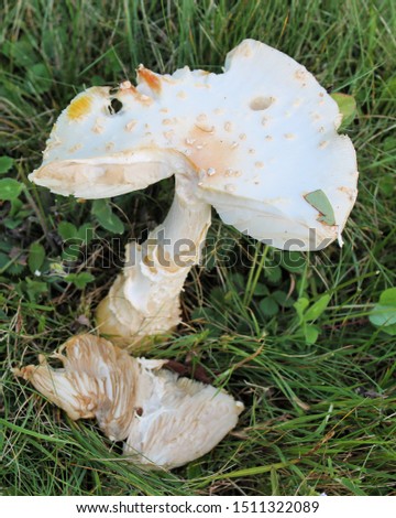 Isolated wild mushroom growing in green grass