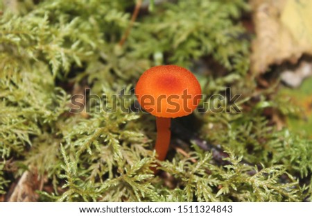 Closeup of isolated vemillion waxcap mushroom growing in moss on the forest floor