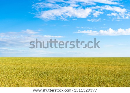 Endless wheat field landscape on a sunny day with beautiful blue sky with some scattered clouds shows the beauty of planet earth and natural environment