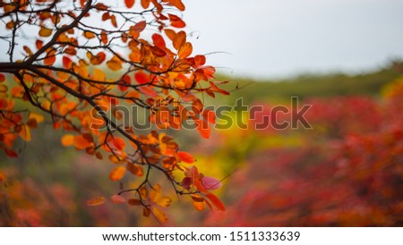 closeup red autumn skumpiya tree branch on a blurred background