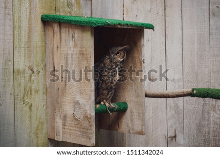 Bird of pray owl