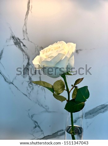 White rose in vase in marble background 