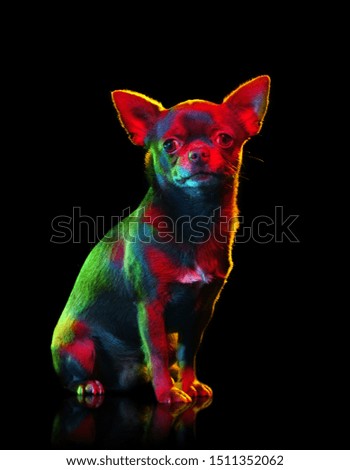 Creative multicolored picture of a chihuahua 