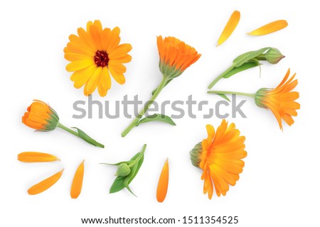 Calendula. Marigold flower isolated on white background. Top view. Flat lay pattern Royalty-Free Stock Photo #1511354525