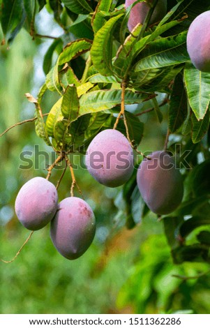 Cultivation of exotic sweet fruit mango in subtropical Malaga-Granada tropical coast region, Andalusia, Spain, ripe big mango fruits in tree
