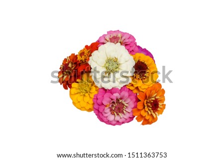 bouquet of zinnia in a white background