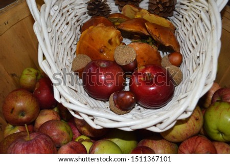 White wicker basket full of slippery jacks, apples, acorns, pine cones and bushel full of apples compliting a fall scenery. 