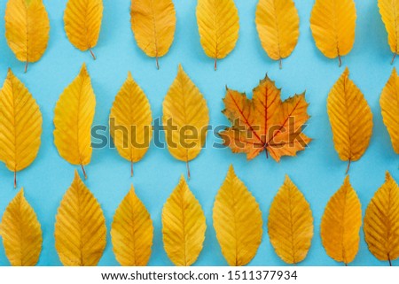 autumn leaves on a blue background, one leaf is different from the others - abstract vision be different, unique personality or standing out from the crowd, leadership quality