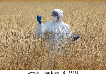 agricultural engineer on field examining ripe ears of grain 