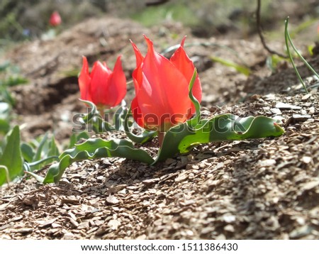 Endemic red tulips on mountain. Beautiful tulip flower in the garden at summer day. 
