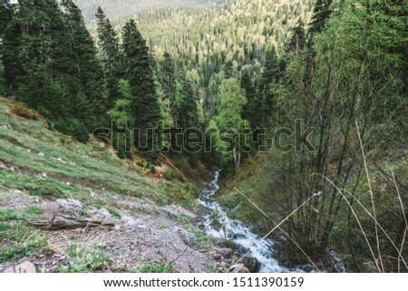 Stream in a pine forest