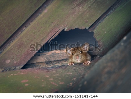 The ship rat, roof rat, or house rat peeps out of a hole in the roof Royalty-Free Stock Photo #1511417144
