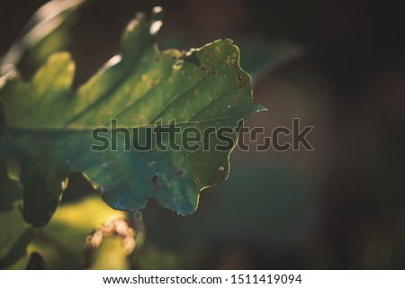 Bur Oak Leaf in Late Summer