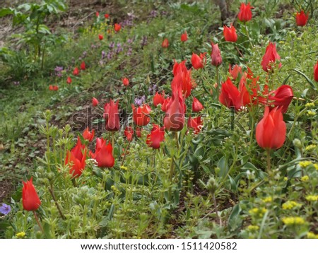 Group of red tulips in the garden. Spring landscape.
