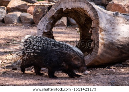 Porcupine in front of a hollow log