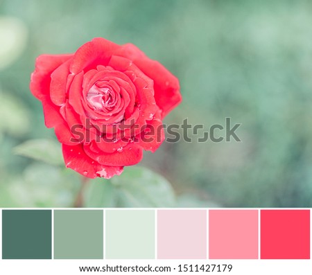 Color mutching palette of pink rose on mint green background