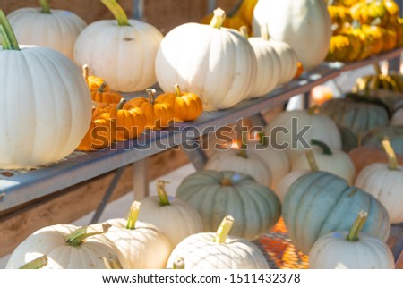 White and Orange Pumpkins in Fall Harvest on display at roadside market in Ontario Canada