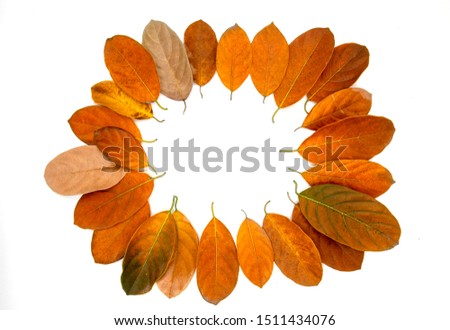 Orange autumn leaf on white background. Seasonal frame top view photo. Fall season flat lay with orange leaves and place for text. Autumn banner template. Yellow red foliage frame. Fall leaves wreath