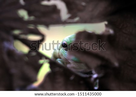 Astralian white tree frog on leaf, animal closep, dumpy frog on branch