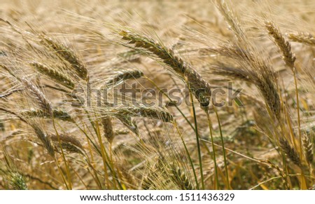 Wheat field view; ripened wheat close up photo.