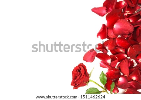Red roses and rose petals isolated on white. Royalty-Free Stock Photo #1511462624