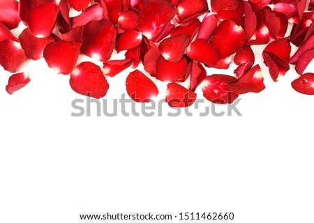 Rose petals on white ground. Royalty-Free Stock Photo #1511462660