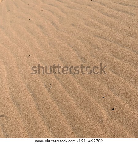Such a clam picture of sand
