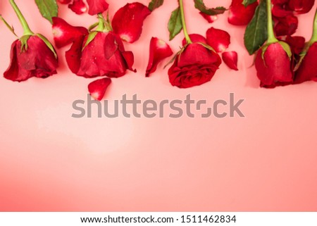 Red rose on a pink backdrop Royalty-Free Stock Photo #1511462834