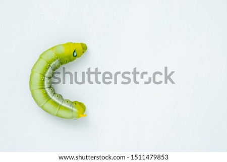 A big worm on a white background.