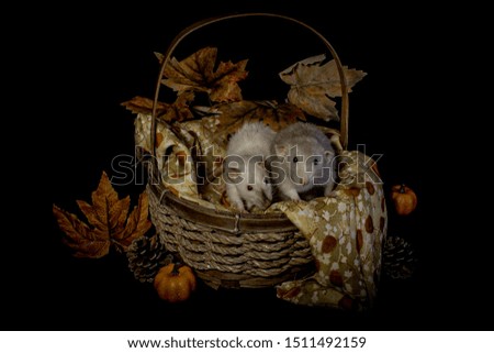 High detail rats in a autumn style setting 