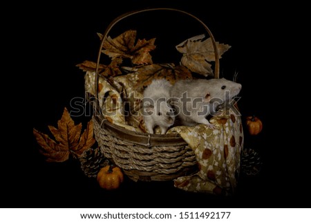 High detail rats in a autumn style setting 