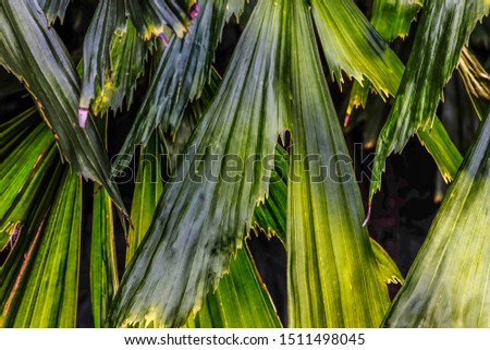 The leaves are lined up in green. Same as coconut leaf Suitable for making a background image or backdrop