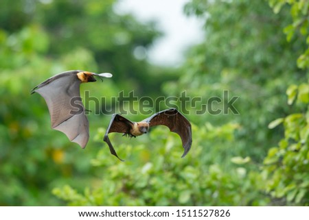 Bats flying in the daytime