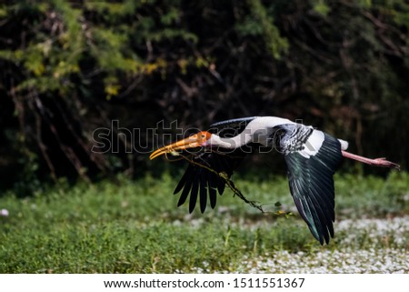 Painted Stork Bird in flight over water body