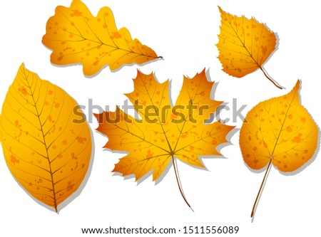 A set of autumn leaves such as walnut, oak, birch, linden and maple. Realistic vector october illustration