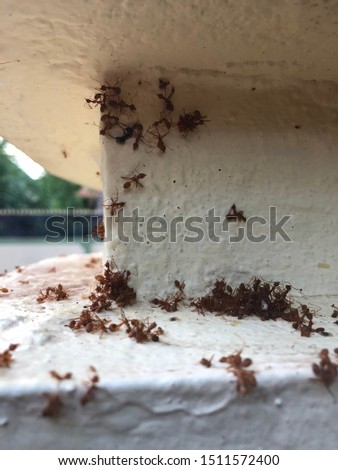 Fire ants that colonize human structures. Unity has great powers to overcome the most impossible tasks.