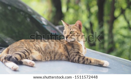 portrail cat relax on back of car