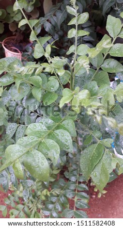 
fresh green 
curry leaf plant