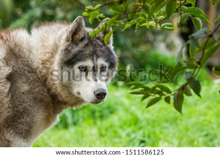 Dog Siberian Husky outdoor walking