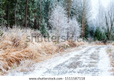 beautiful view in frosty landscape with empty small road with a little snow at the edge of grassy slope and small birches in front of dark green spruce forest 