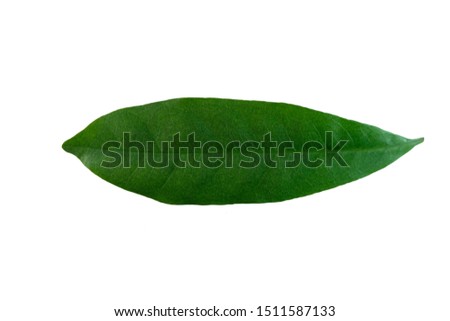 Green leaf. Isolated on a white 
background